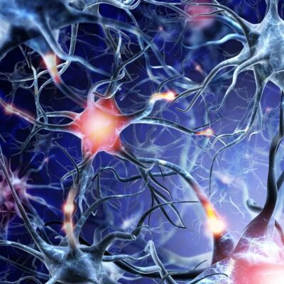 Zvezdasto telo neurona i njegovi nastavci koji stvaraju neuronsku mrežu