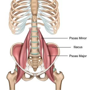 https://mobilephysiotherapyclinic.in/iliopsoas-detail-know-your-muscles/#Anatomy_of_Iliopsoas_Muscle